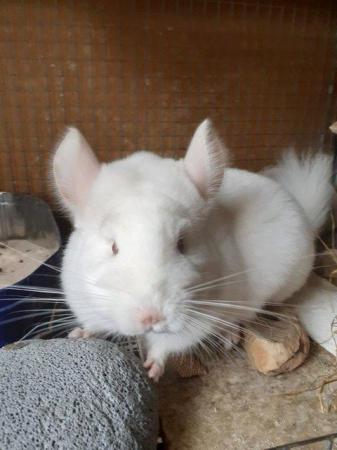 Image 1 of Have Various Chinchillas for sale
