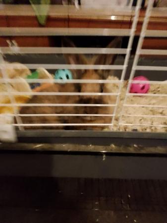 Image 2 of Female rabbit for sale with cage and stand