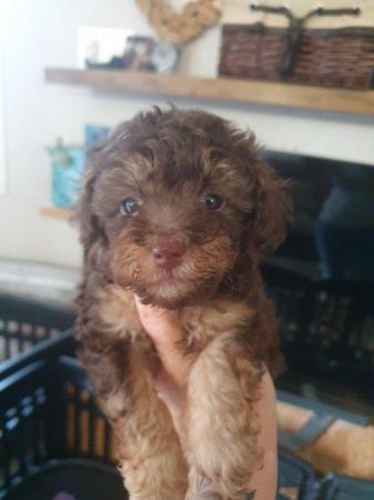 Image 5 of kc reg tiny chocolate toy poodle for stud only
