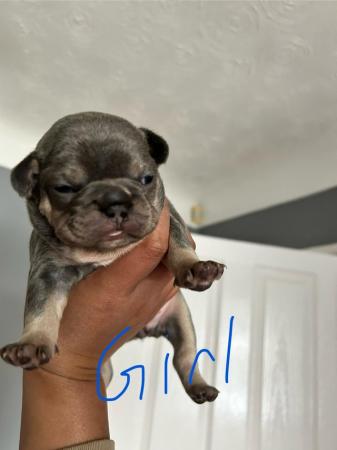 Image 17 of KC registered French Bulldogs