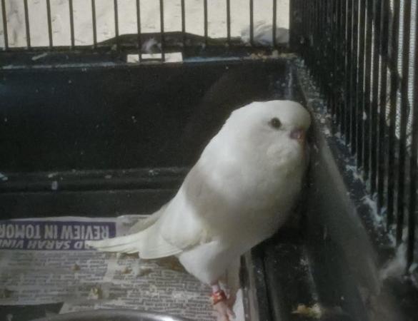 Image 7 of Two beautiful baby budgies