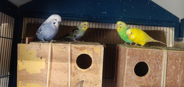 Preview of the first image of Selling budgies, ages between 2 years and 4 years..