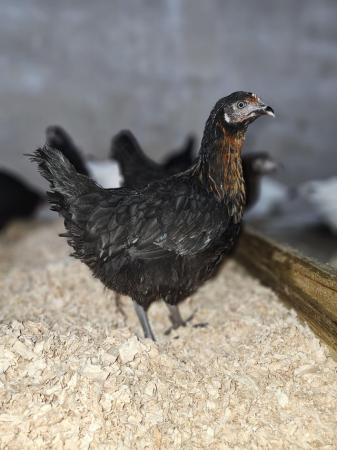 Image 2 of POL pullets Warren's and other hybrid coloured breeds