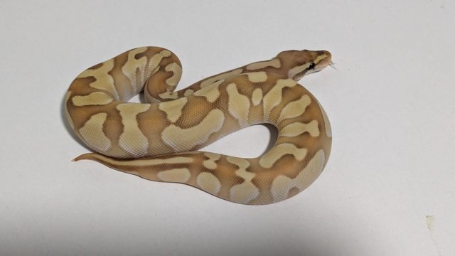 Preview of the first image of Female Banana Butter Enchi YB.
