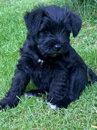 Image 6 of 2 available Quality Pedigree Miniature Schnauzer Puppies