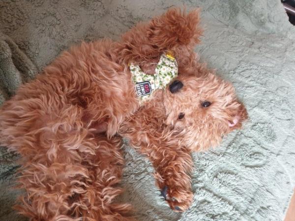 Image 3 of 1 Female Cavapoo Puppy for sale