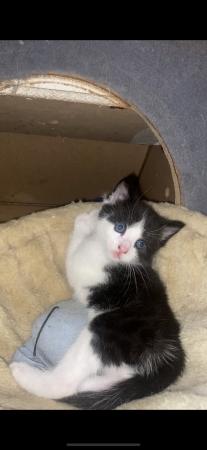 Image 2 of Kitten for sale 1 boys left