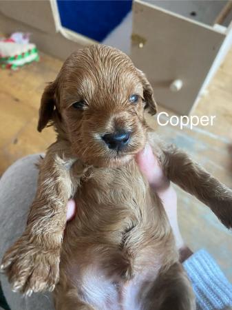 Image 10 of Cockapoo Puppies Available 3rd July