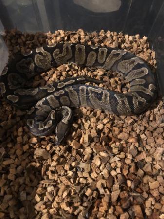Image 1 of 2 adult female royal pythons for sale