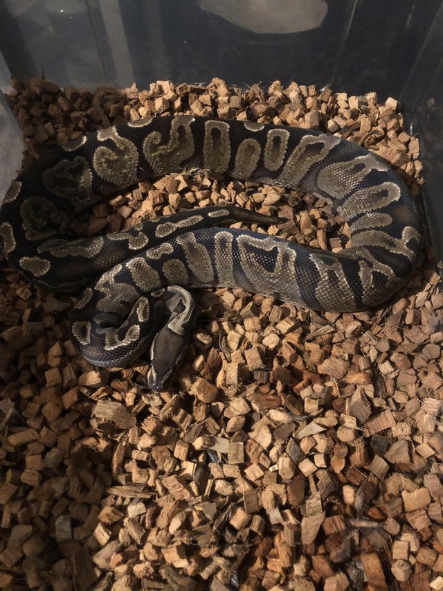 Preview of the first image of 2 adult female royal pythons for sale.