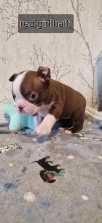 Image 13 of Kc registrated Boston terrier puppies