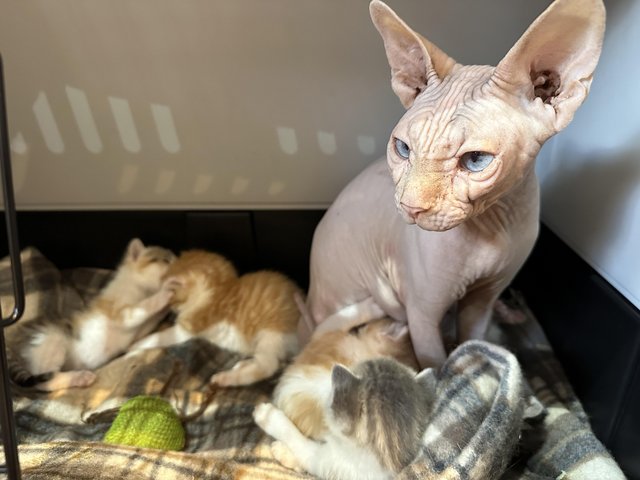 Preview of the first image of Beautiful sphynx cross kittens.