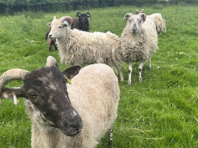 Preview of the first image of Boreray sheep (7 ewes and 1 wether) and 5 Boreray x lambs.