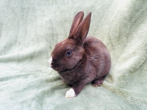 Image 7 of 2 Gorgeous mini Rex brothers with excellent temperaments.