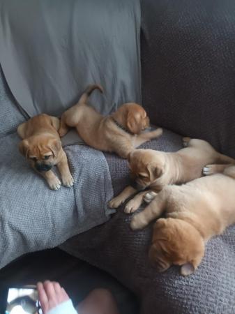 Image 7 of Large mix breed puppies for sale