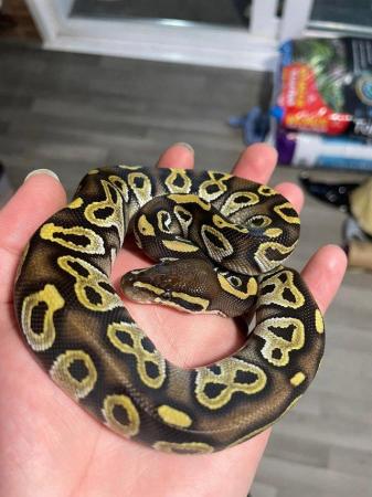 Image 5 of Ball pythons for sale adults and subs