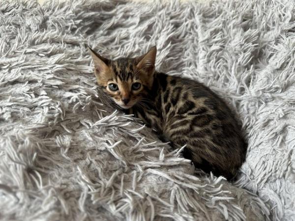 Image 20 of TICA registered bengal kittens for sale!??