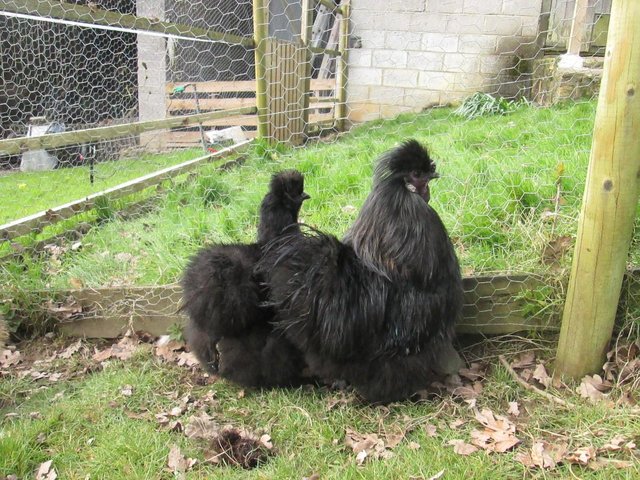 Preview of the first image of Trio of shiney black Silkies.