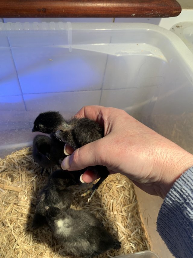 Preview of the first image of Naked necked bantam chicks.