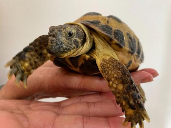 Image 3 of A pair of Horsfield male pet tortoises