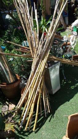 Image 2 of BAMBOO CANES, Home Produced London Grown