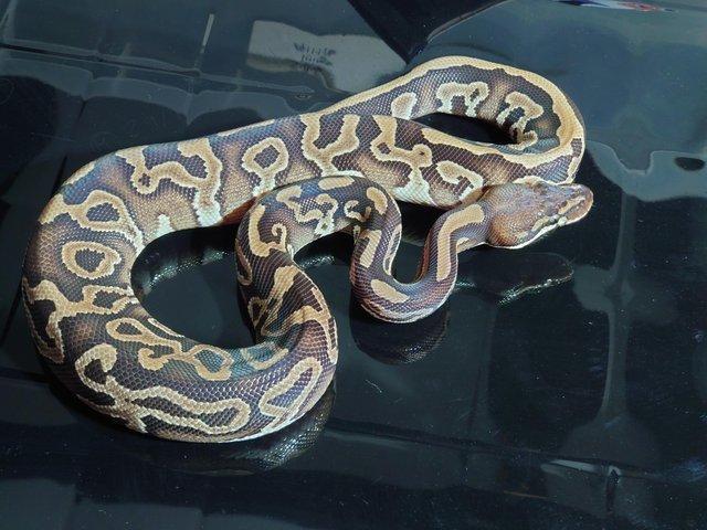Preview of the first image of Royal python fire leopard Mojave.
