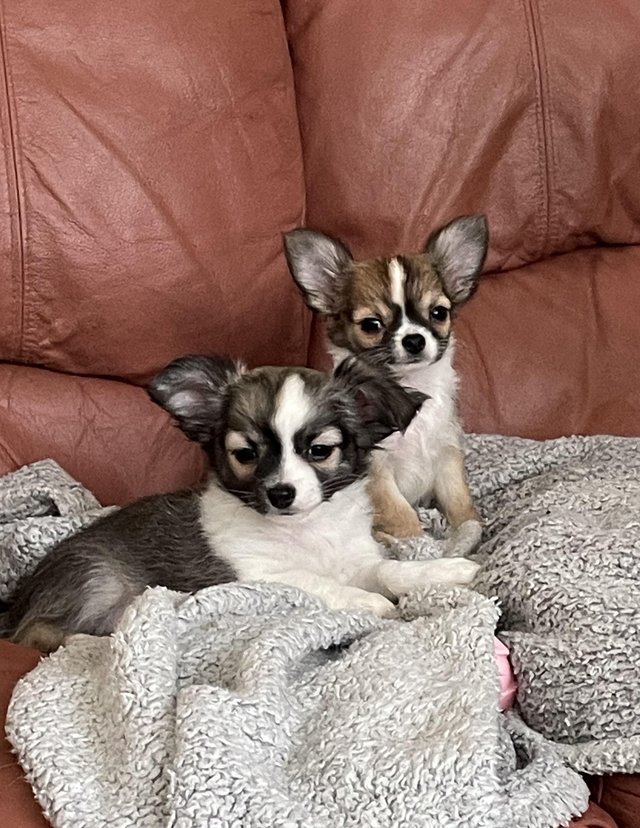 Preview of the first image of Ready now 2 long coat purebred, Chihuahuas boys.