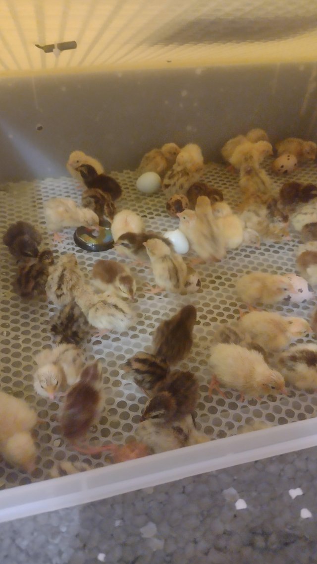 Preview of the first image of Celadon quail hatching eggs.