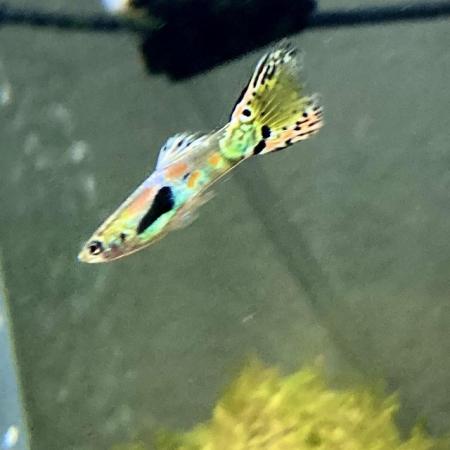 Image 4 of Endler Guppies for sale