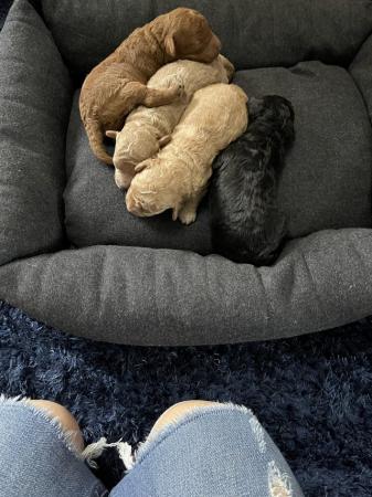 Image 9 of Kc miniature poodle puppys