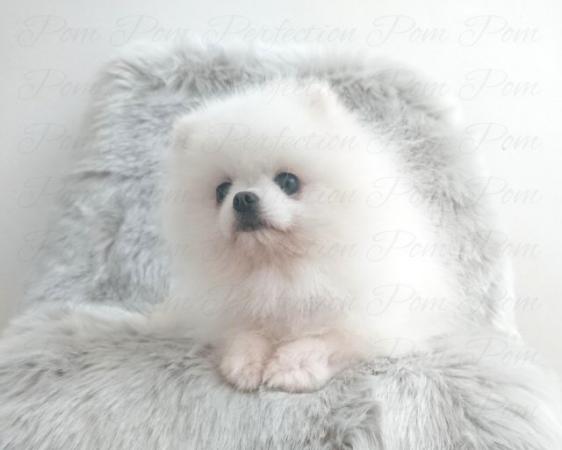Image 1 of Parti Teddy Bear Pomeranian Puppy