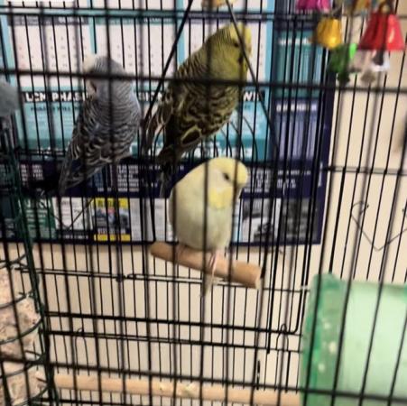 Image 5 of Budgies for sale with toys/feeders/drinkers
