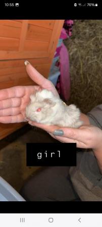 Image 6 of Baby guinea pigs for sale