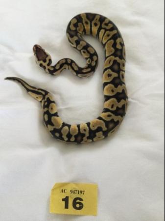 Image 6 of Female Pastel baby royal python.