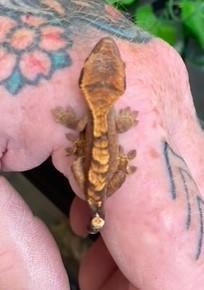 Image 6 of Various young Crested Geckos, different morphs and colours
