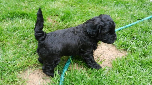 Image 10 of Shih tzu cross miniature poodle pups