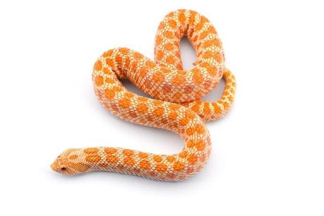 Image 5 of LOTS OF SNAKES AT GREAT PRICES Available now