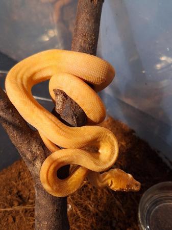 Image 2 of Carpet pythons (morelia spilota) cb23