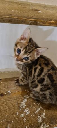 Image 13 of Last stunning Bengal Boy ready for a loving new home