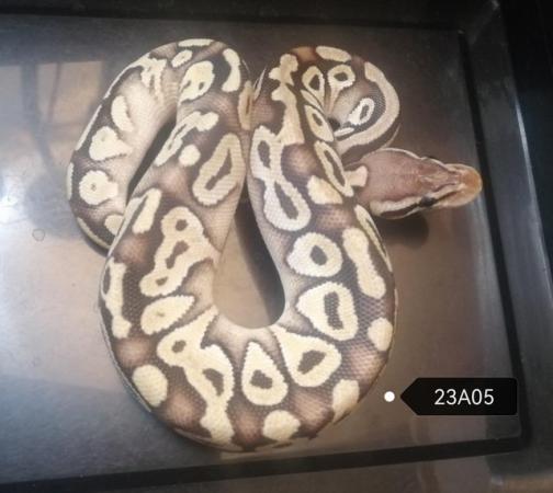 Image 2 of Royal Pythons to clear various genes