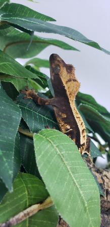 Image 6 of 3 Crested Gecko Group Sale