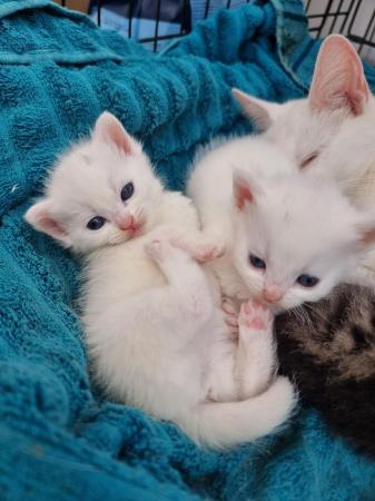 Image 3 of Beautiful well loved kittens
