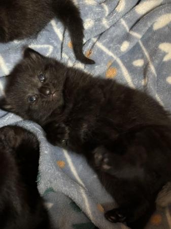 Image 17 of 1 Black kitten for sale