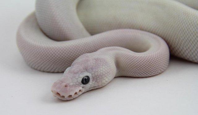 Preview of the first image of THE SNAKES LIST AT WARRINGTON PETS.
