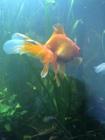 Image 5 of Three Large goldfish type