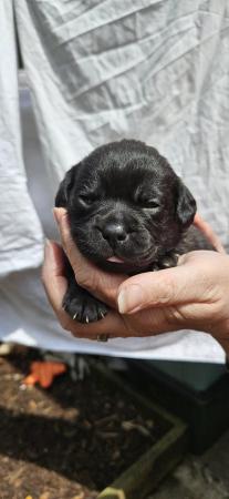 Image 9 of Pugapoo puppies beautiful litter 1 GIRL LEFT now