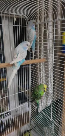 Image 5 of Young budgies for sale m and f