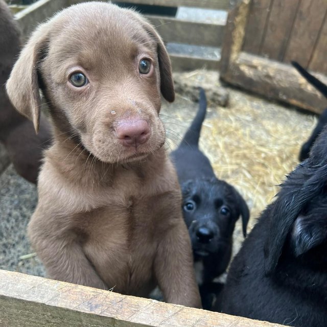 Preview of the first image of Labrador retriever puppies.