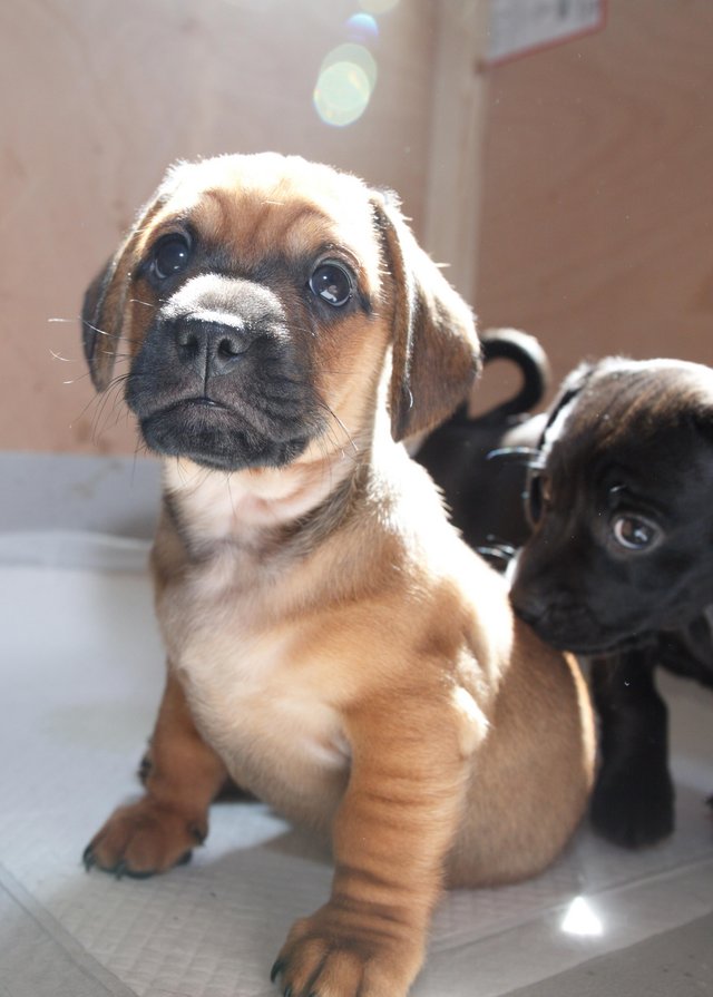 Preview of the first image of Daschund X Pug puppies Almost ready for homes.