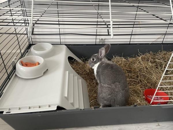 Image 4 of 1 year old rabbit for sale